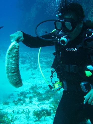 furry_sea_cucumber_03