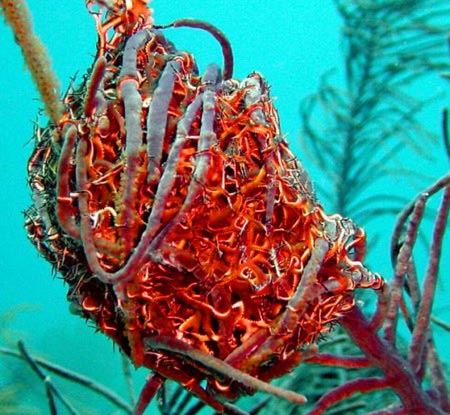 giant_basket_star_01