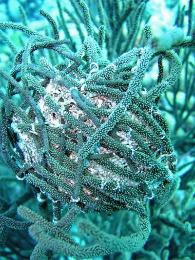 giant_basket_star_02
