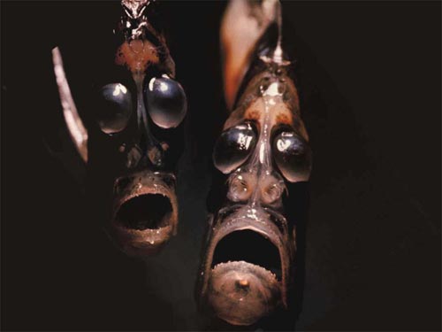 hatchetfish_01