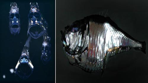 hatchetfish_02