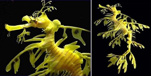 leafy_sea_dragon_01
