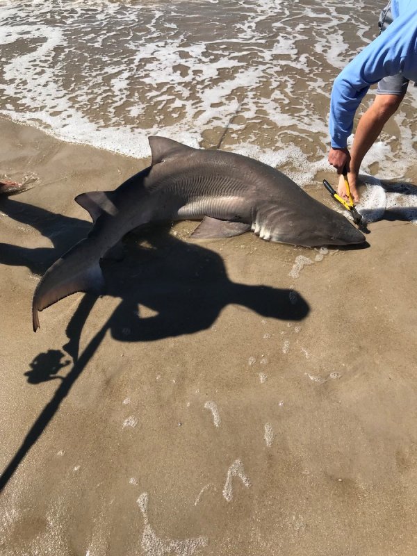 sandshark
