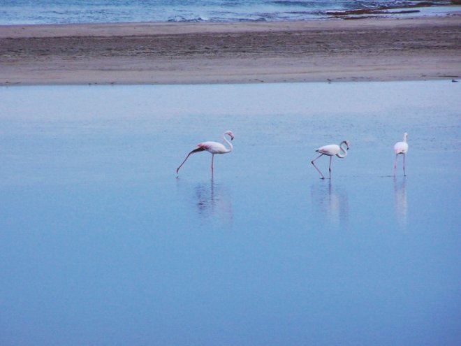 flamingo