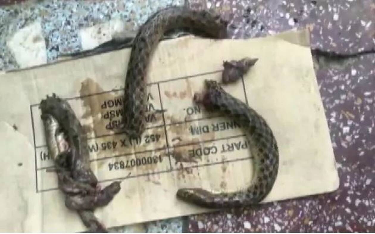NDTV_SNAKE