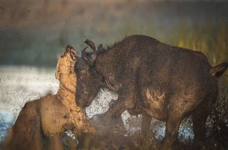 lions1