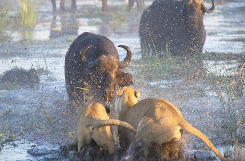 lions2