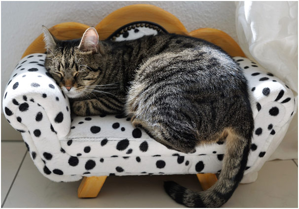 2-gata
