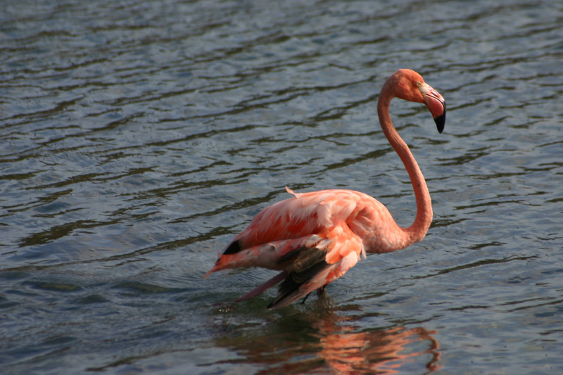 flamingos1