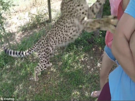 cheetah4_473_355