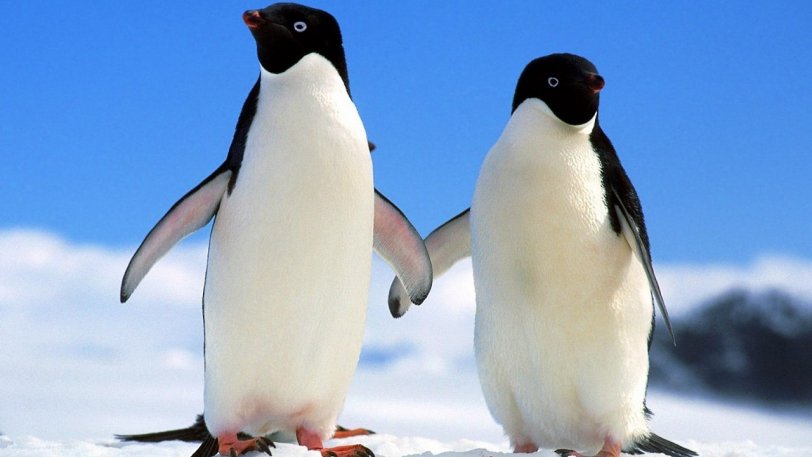companions_adelie_penguins