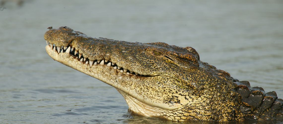 Nile crocodile, Crocodylus niloticus, with it's head out of water.