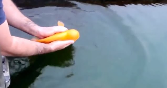 Playful fish,enjoys being handled and thrown