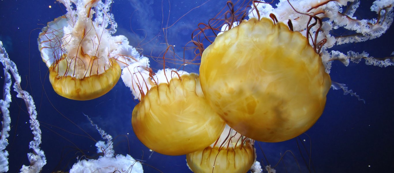 jellyfish-yellow.ngsversion.1463752708878