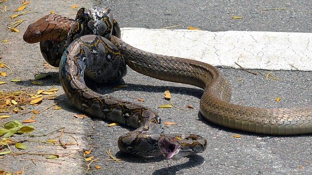 Pic shows: The snakes fighting.

Two hissing snakes fought an extraordinary public battle on a road as crowds of people watched in amazement.

The python and a cobra were locked in a deadly embrace on a university campus in Singapore.

Footage of the mortal combat at Nanyang Technological University proved a big hit when it was uploaded onto the colleges social media and YouTube.

The video shows a giant reticulated python desperately trying to wriggle free from the grip of a king cobra.

The python, one of the worlds largest snakes that can grow to nearly 7 metres, slithers around trying to free itself from the pythons deadly grip.

As the deadly duo tussle, the python manages to suddenly turn over the cobra and it manages to break free and quickly slithers off into  freedom in the bushes.

There was no such luck for the cobra though as students had called the emergency services and it was picked up and bagged by pest control officers.

Pythons are not normally dangerous to humans and are non venormous, while cobras are known to slowly squeeze their victims to death before eating them whole.

Many people posted comments on social media platforms and users were advised to be alert when taking walks near the bushes or running, particularly at night.

(ends)
