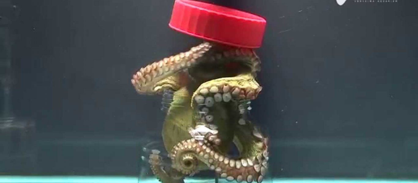 octopus-jar