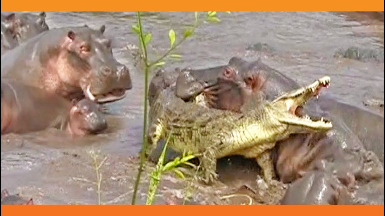 video-30-hippos-attack-crocodile