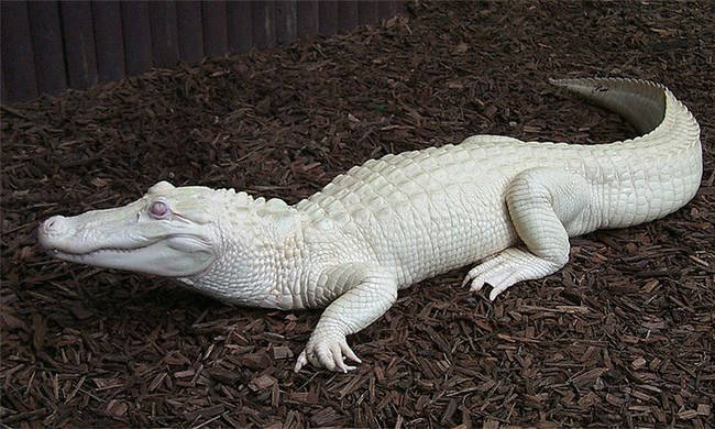 white-crocodile
