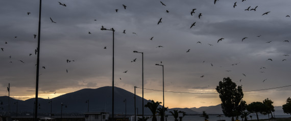 Seagulls in panic due to extreme weather conditions. Greece facing extreme weather conditions. In Artaki on Euboea on November 16, 2017. (Photo by Wassilios Aswestopoulos/NurPhoto via Getty Images)