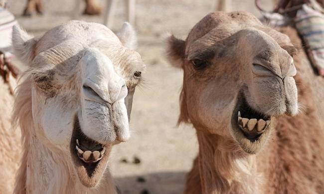 kamiles