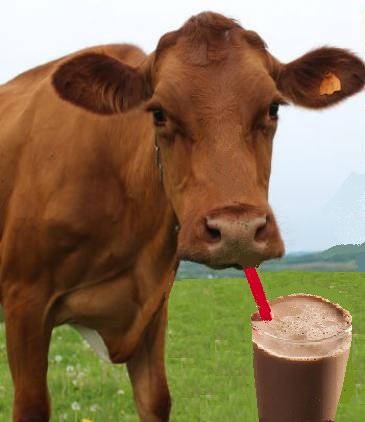brown-cows-chocolate-milk