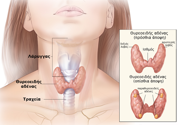 epanastasi-sti-xeirourgiki-i-afairesi-thyreoeidoys-apo-to-stoma