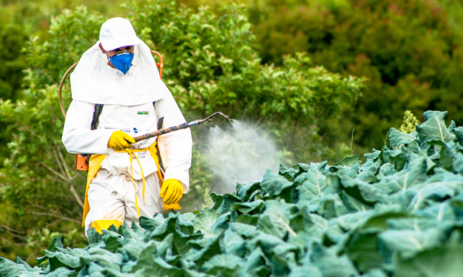 Capao Bonito, Sao Paulo, Brazil, December 18, 2009. Farmer with manual pesticide sprayer on cabbage field in Sao Paulo state