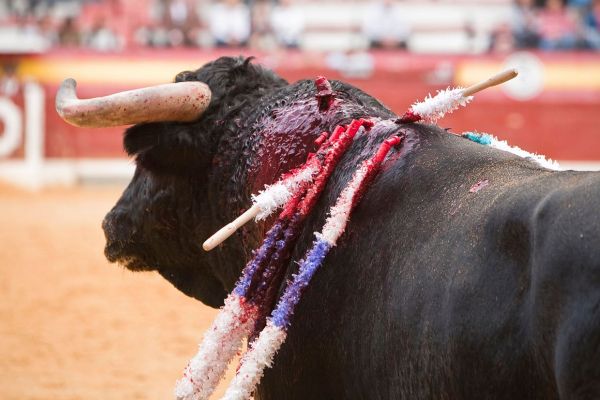 bullfight-2