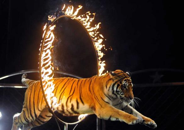 circus-tiger