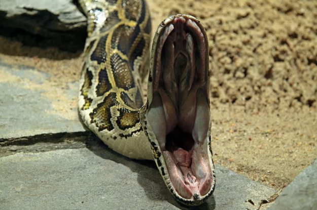 python_0