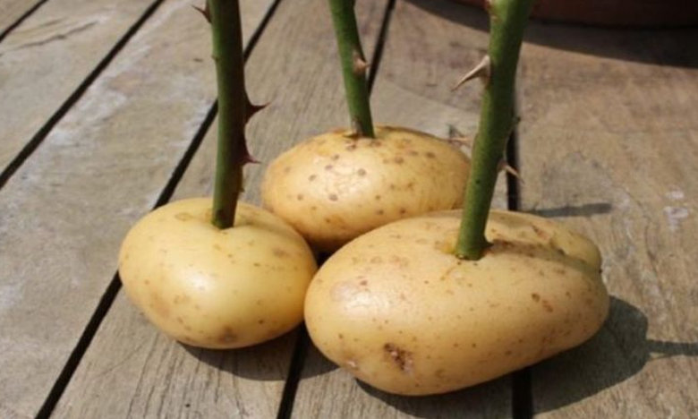 triantafilo-patates