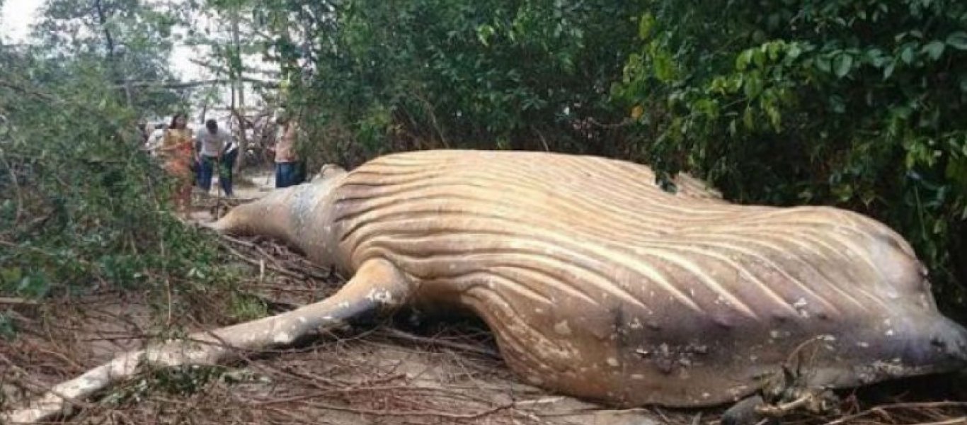 0_pay-a-36-feet-long-humpback-whale-has-been-found-dead-in-the-amazon-jungle-far-from-its-natural-habitat