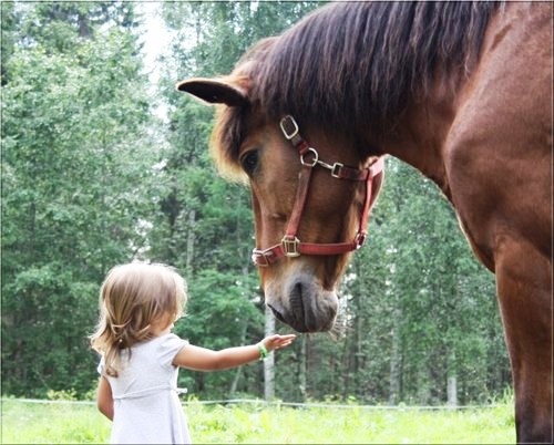 horse-kid