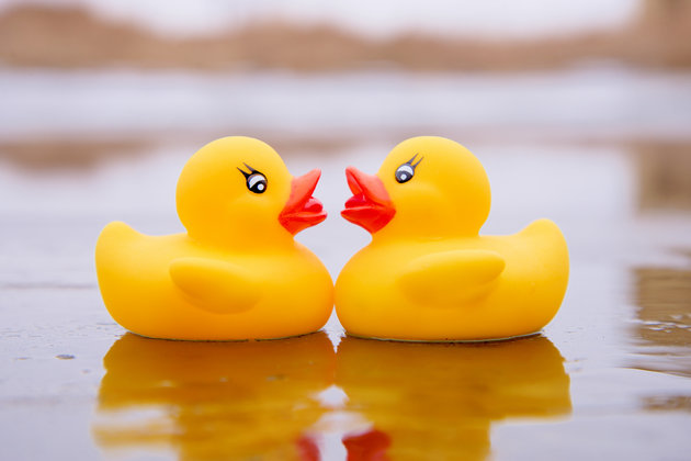 Romantic yellow ducks on ice