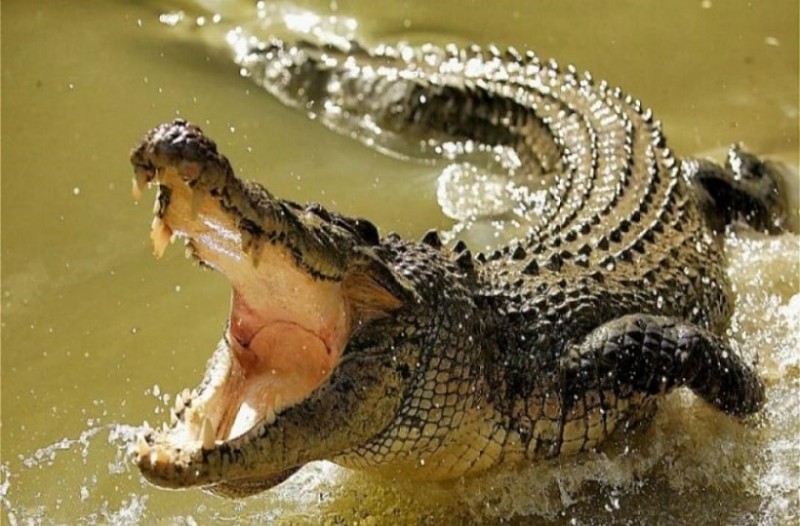 crocodile_0