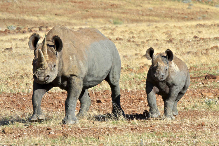 black-rhino