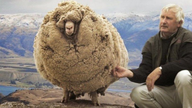 shrek-the-sheep-65-e1441034105485