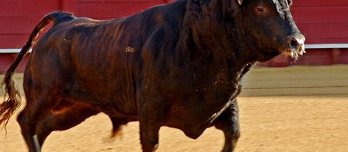 Фото медного быка. Мощный бык. Черный бык.
