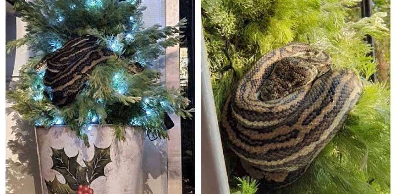 python-christmas-tree