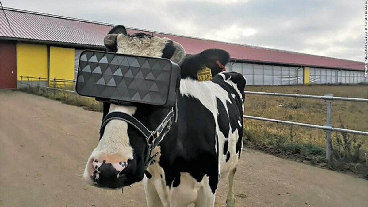 twitter-cow