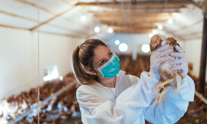 Veterinarian examining a chicken in chicken farm.