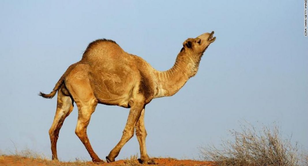 camel-australia-1068x578