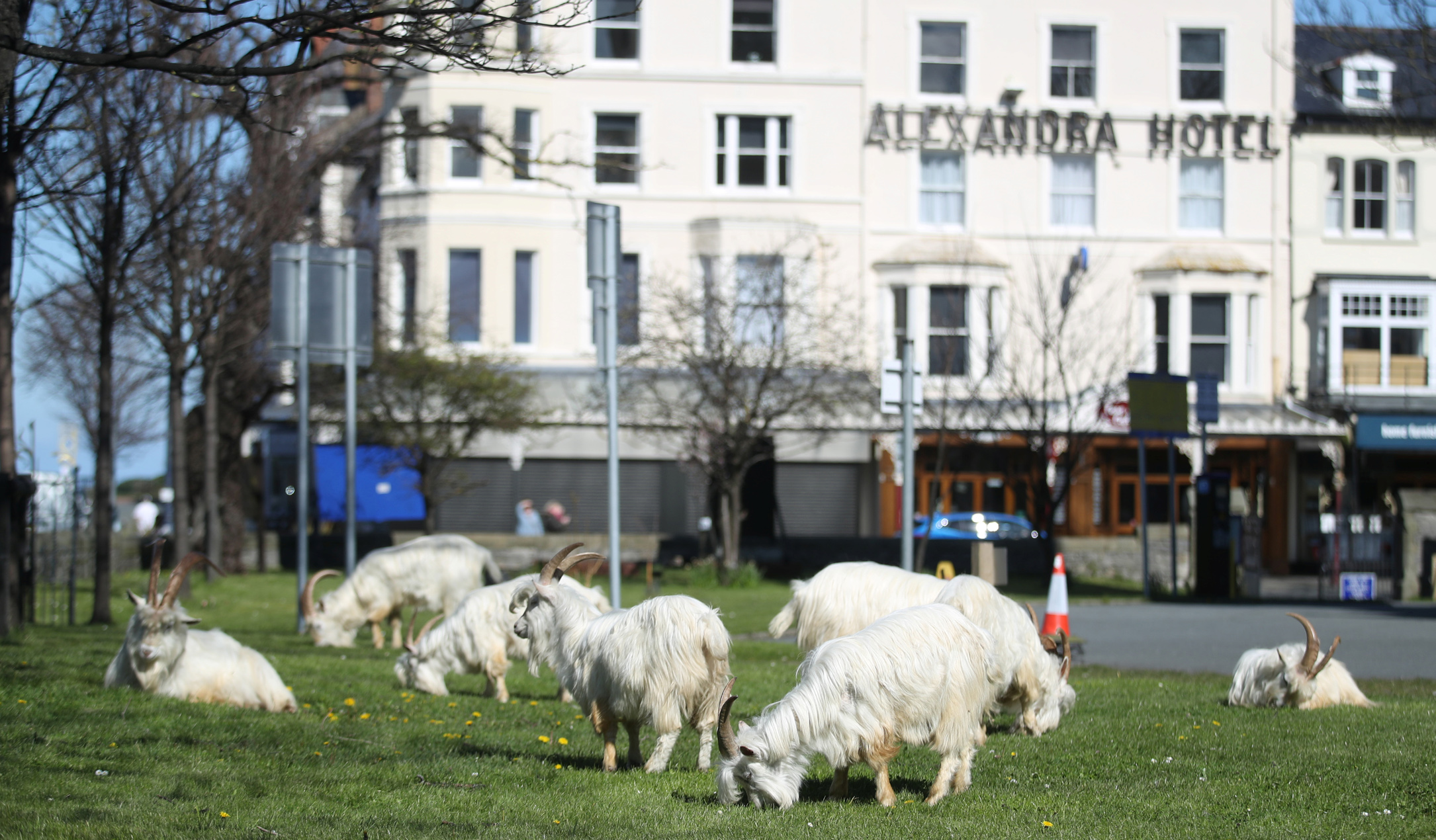 A herd of goats is seen in Llandudno as the spread of the coronavirus disease (COVID-19) continues, Llandudno, Wales, Britain, March 31, 2020. REUTERS/Carl Recine
