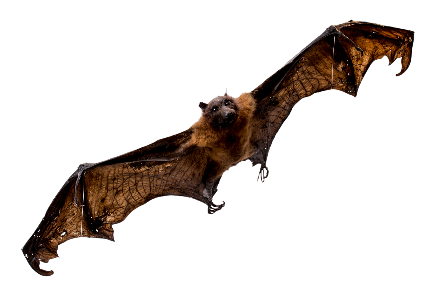 Pteropus_giganteus3