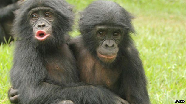 16453306_bonobos