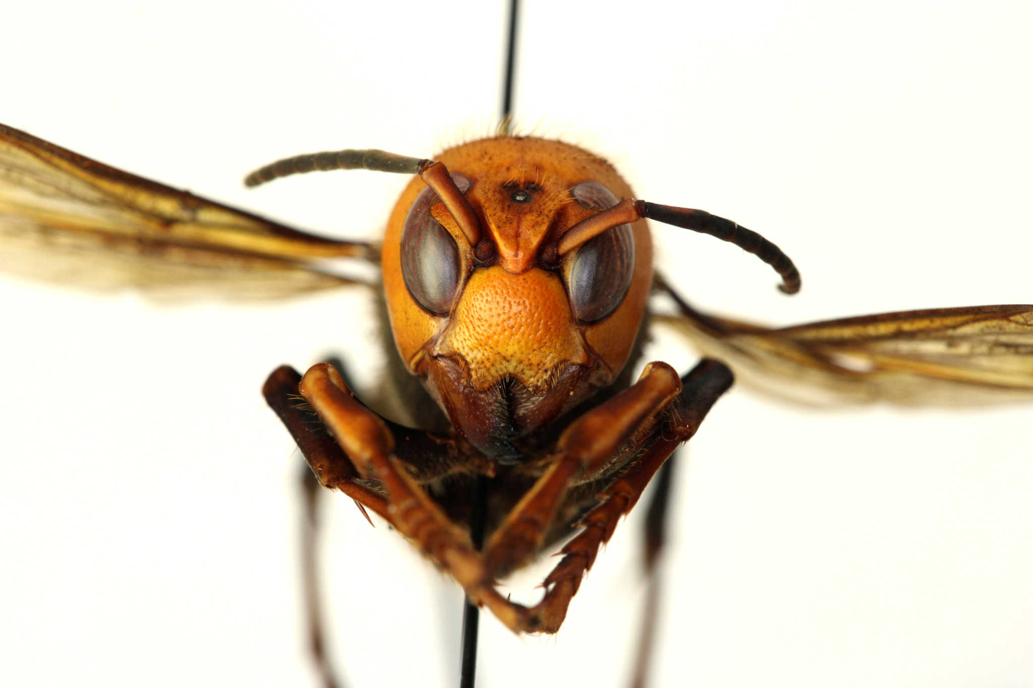 A closeup of an Asian Giant Hornet is seen in an undated Washington State Department of Agriculture picture obtained by Reuters May 4, 2020. Washington State Department of Agriculture/Handout via REUTERS.  THIS IMAGE HAS BEEN SUPPLIED BY A THIRD PARTY. MANDATORY CREDIT