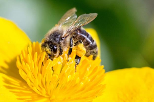pollinating-bee-1494518889o0p