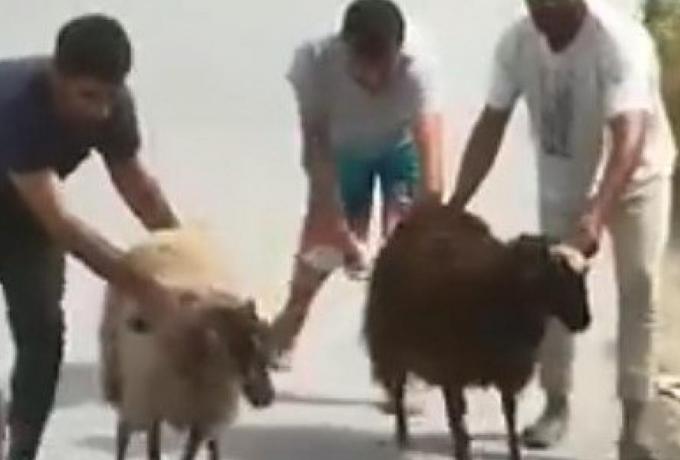 μετανάστες κλεβουν πρόβατα