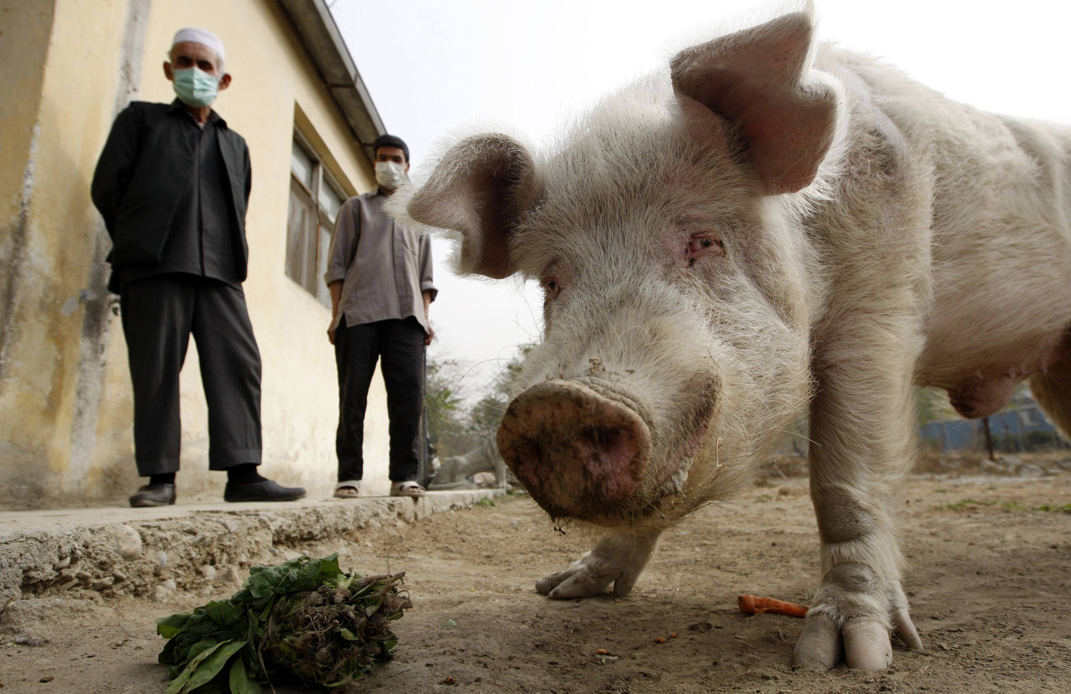 Two Afghan zookeepers watch as Afghanistan's only known pig, Khanzir, eats at the Kabul Zoo November 2, 2009. The Afghan government ordered closure of all educational institutions for a period of three weeks due to the dramatic rise of H1N1 flu cases and after its first death from the virus last week. The pig, a curiosity in Muslim Afghanistan where pork and pig products are illegal because they are considered irreligious, was quarantined in July 2009 because visitors to the zoo were worried it could spread the H1N1 flu strain. The pig was released out of quarantine on July 4.    REUTERS/Oleg Popov    (AFGHANISTAN ANIMALS HEALTH SOCIETY IMAGES OF THE DAY)