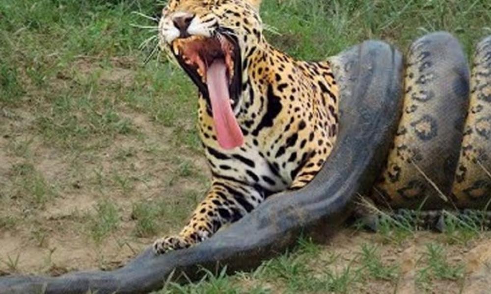 Πύθωνας εναντίον τίγρη: Ποιος θα επικρατήσει στην επική μάχη; (BINTEO ...